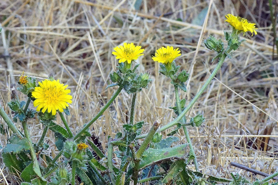 Helminthotheca echioides / Aspraggine volgare